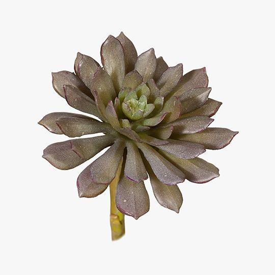succulent eggplants Succulent Bella- Eggplant Green – Esperance Luxe Floral & Home Co